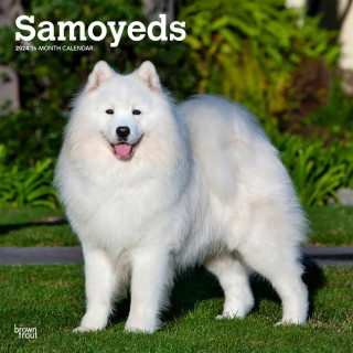 Samoyeds 2024 Square