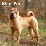 Shar Pei 2024 Square