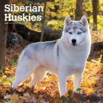Siberian Huskies 2024 Square