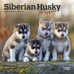 Siberian Husky Puppies 2024 Mini 7x7