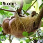 Sloths 2024 Square