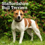 Staffordshire Bull Terriers 2024 Square
