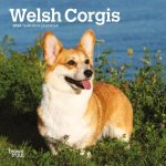 Welsh Corgis 2024 Mini 7x7