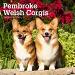 Welsh Corgis, Pembroke 2024 Square