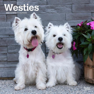 West Highland White Terriers 2024 Square