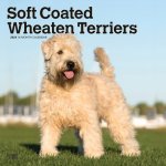Wheaten Terriers, Soft Coated 2024 Square