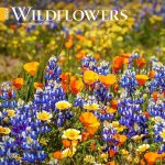Wildflowers 2024 Square