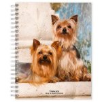 Yorkshire Terriers 2024 Engagement