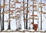 Fox and Birches Deluxe Boxed Holiday Cards