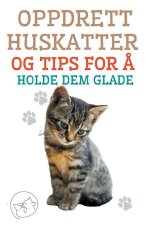 Oppdrett Huskatter og Tips for ? Holde dem Glade