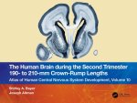Human Brain during the Second Trimester 190- to 210-mm Crown-Rump Lengths