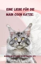 Eine Liebe für die Main Coon Katze