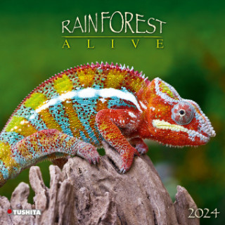Rainforest Alive 2024