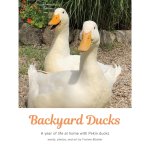 Backyard Ducks