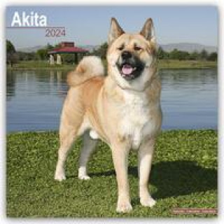 Akita Calendar 2024  Square Dog Breed Wall Calendar - 16 Month