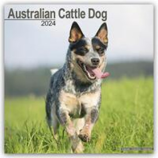 Australian Cattle Dog Calendar 2024  Square Dog Breed Wall Calendar - 16 Month