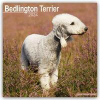 Bedlington Terrier Calendar 2024  Square Dog Breed Wall Calendar - 16 Month
