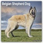 Belgian Shepherd Dog Calendar 2024  Square Dog Breed Wall Calendar - 16 Month