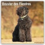 Bouvier Des Flandres (Euro) Calendar 2024  Square Dog Breed Wall Calendar - 16 Month