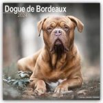 Dogue De Bordeaux Calendar 2024  Square Dog Breed Wall Calendar - 16 Month