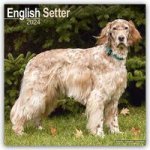 English Setter Calendar 2024  Square Dog Breed Wall Calendar - 16 Month