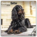 Gordon Setter Calendar 2024  Square Dog Breed Wall Calendar - 16 Month