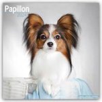 Papillon Calendar 2024  Square Dog Breed Wall Calendar - 16 Month