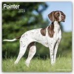 Pointer  Calendar 2024  Square Dog Breed Wall Calendar - 16 Month