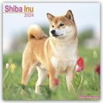 Shiba Inu Calendar 2024  Square Dog Breed Wall Calendar - 16 Month
