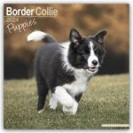 Border Collie Puppies Calendar 2024  Square Dog Puppy Breed Wall Calendar - 16 Month