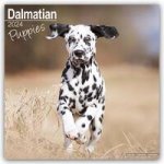 Dalmatian Puppies Calendar 2024  Square Dog Puppy Breed Wall Calendar - 16 Month