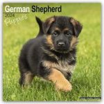 German Shepherd Puppies Calendar 2024  Square Dog Puppy Breed Wall Calendar - 16 Month