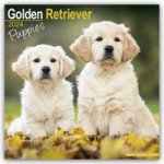 Golden Retriever Puppies Calendar 2024  Square Dog Puppy Breed Wall Calendar - 16 Month