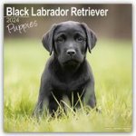 Black Labrador Puppies Calendar 2024  Square Dog Puppy Breed Wall Calendar - 16 Month