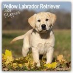 Yellow Labrador Puppies Calendar 2024  Square Dog Puppy Breed Wall Calendar - 16 Month