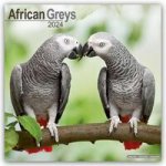 African Greys Calendar 2024  Square Bird Wall Calendar - 16 Month