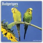 Budgerigar Calendar 2024  Square Bird Wall Calendar - 16 Month