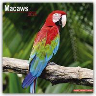 Macaws Calendar 2024  Square Bird Wall Calendar - 16 Month