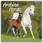 Arabian Horses Calendar 2024  Square Horses Wall Calendar - 16 Month