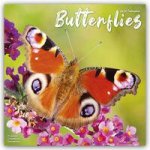 Butterflies Calendar 2024  Square Butterfly Wall Calendar - 16 Month