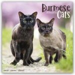 Cats - Burmese Calendar 2024  Square Cat Wall Calendar - 16 Month