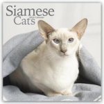 Cats - Siamese Calendar 2024  Square Cat Wall Calendar - 16 Month