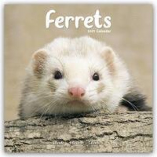 Ferrets Calendar 2024  Square Animal Wall Calendar - 16 Month