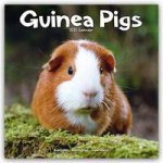 Guinea Pigs Calendar 2024  Square Animal Wall Calendar - 16 Month