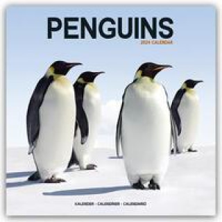 Penguins Calendar 2024  Square Animal Wall Calendar - 16 Month