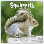 Squirrels Calendar 2024  Square Animal Wall Calendar - 16 Month