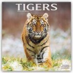Tigers Calendar 2024  Square Wildlife Safari Big Cats Wall Calendar - 16 Month