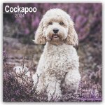 Cockapoo Calendar 2024  Square Dog Breed Wall Calendar - 16 Month