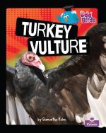 Turkey Vulture