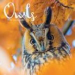 CAL 24 OWLS MINI WALL CALENDAR